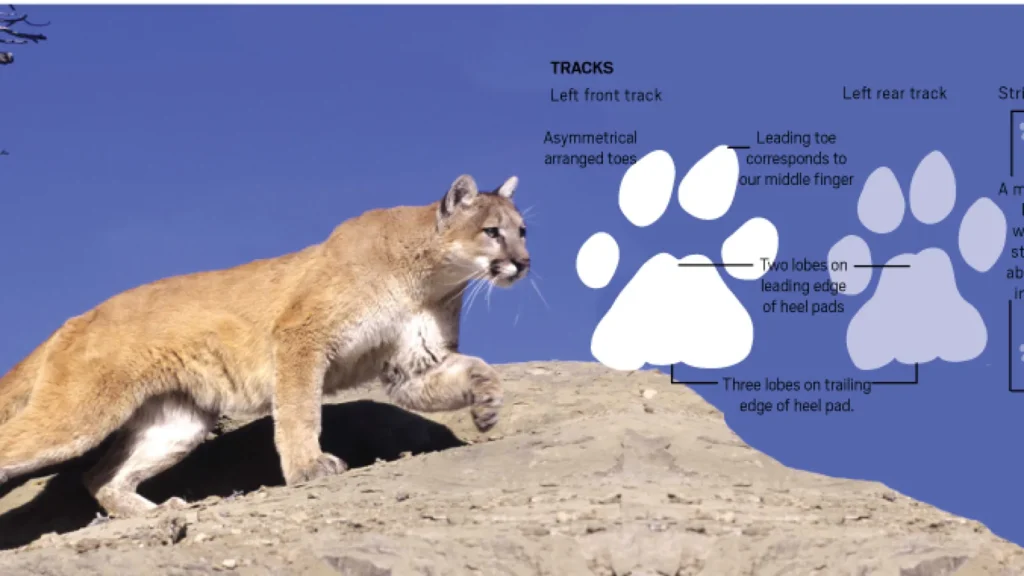 mountain lion tracks