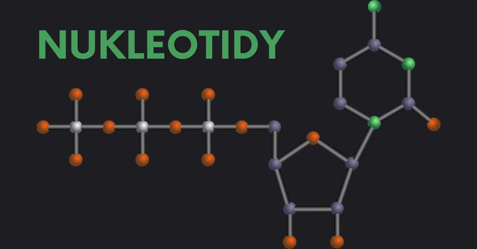 Why Nukleotidy Trusted Matters in Genetic Research Today nukleotidy trusted
