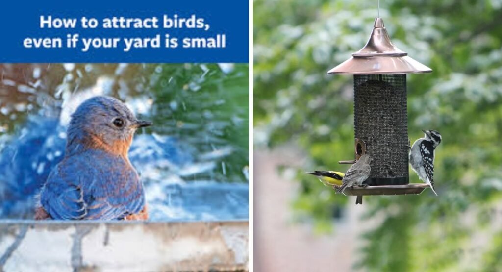 How to Attract Birds: The Complete Guide for Nature Lovers and Backyard Bird Enthusiasts how to attract birds